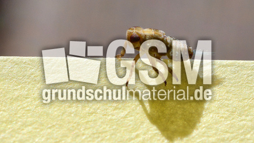 Zikadenlarve (1).jpg